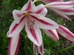 lily flowers lilies pink white