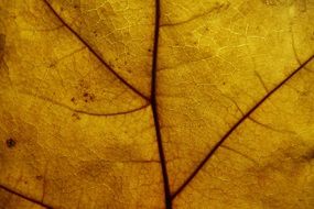 leaf structure pattern texture