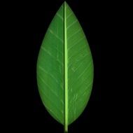 fine green leaf texture image