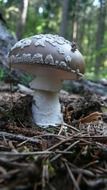 toadstool in the forest