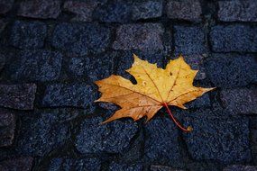 Maple leaf on a cobbled road