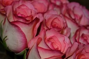 macro photo of rose flowers