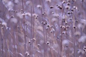 ambiance flowers dry plant nature