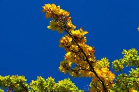 autumn bright color fall leaf