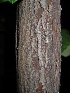 tree trunk bark textured wood