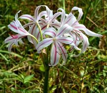 lilies lily flowers white pink
