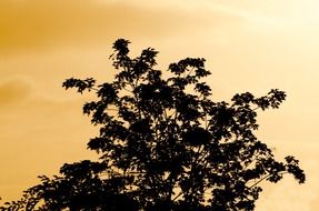 tree branch branches nature leaf