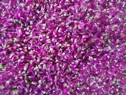 gomphrena globosa flower decoration