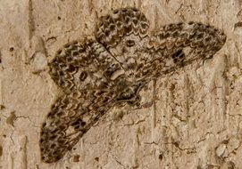 camouflaged moth