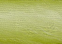 light green texture of wallpaper