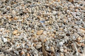 mussels stones beach background