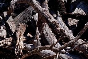 trunk tree dry nature forest
