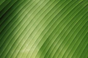 abstract background banana close up