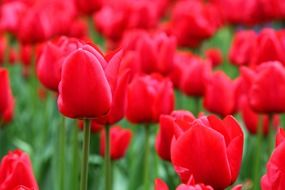 bright red poppies blooming