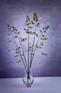 green vase plant conservation life