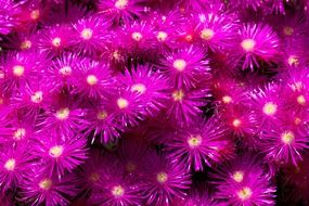 background blossom color colorful