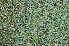 green leaves garden nature background texture