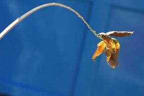 branch leaf blue background