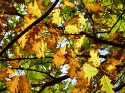autumn leaves colorful fall foliage