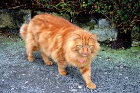 cat background animal pet domestic