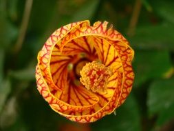flower orange red nature texture