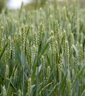 wheat crops close up agriculture