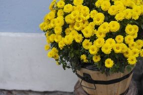 chrysanthemum flowers yellow