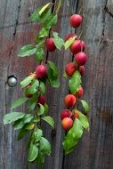 wood board fruit branch