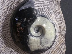 gem healing stone yin yang mineral