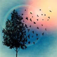 silhouette of a tree and flying birds