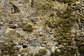 moss on the limestone rock