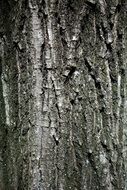 tree bark nature trunk wood