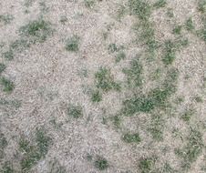 texture grass background green