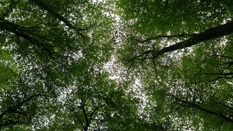 trees forest foliage leaf wood