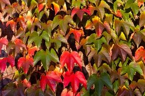leaves fall autumn colors red