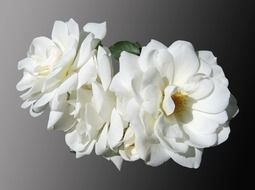 flowers roses white mourning noble