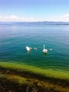 swans swan family animal water