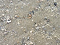 water mussels sea sand beach surf