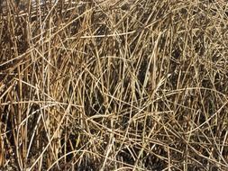 reeds nature plants texture