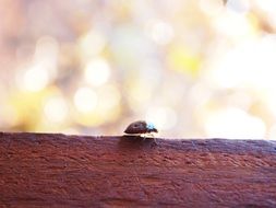 bug beetle bokeh wood brown