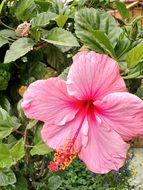 flower background landscape garden