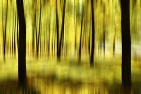 the tree forest fuzziness