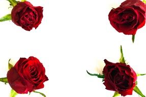 flowers for valentine's day
