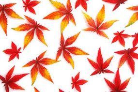 an image of autumn leaves on the wallpaper