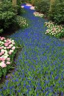 background beautiful bloom blooming