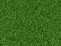background with green grass