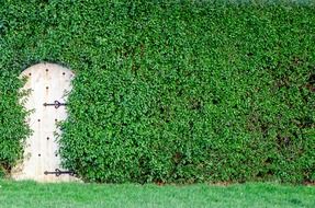 garden green bush wooden close up