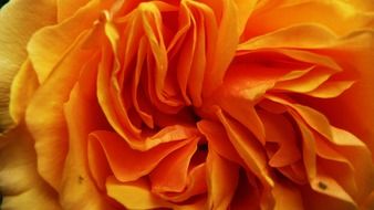 orange flower petals macro