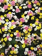 flower carpet with chrysanthemum, rose, dahlia flowers