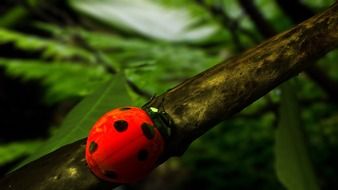 ladybug grass nature purity wood